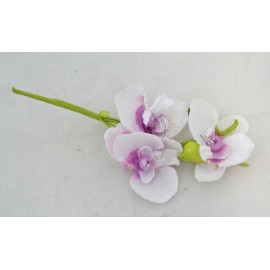 Orchid with. White and lilac